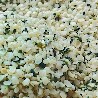 Semi di Canapa decorticati bio - 2Kg
