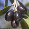 Olive biologiche crude di Nyons