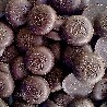 Dischetti di Cacao Crudo bio - 1Kg