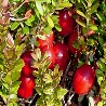 Mirtilli Rossi - Cranberries