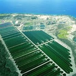 Spirulina Idelle Hawaii in polvere - 250g