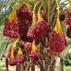 Datteri biologici MedJool - 250g