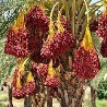 Datteri biologici MedJool - 500g